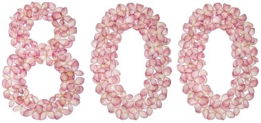 Arapça Beyaz arka plan üzerinde izole rakamı 800, ortanca, çiçeklerin üzerinden sekiz yüz