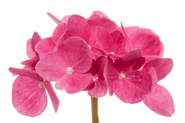 Önümüzdeki ortanca yakın çekim, kırmızı çiçek izole beyaz arka plan üzerinde