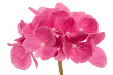 Önümüzdeki ortanca yakın çekim, kırmızı çiçek izole beyaz arka plan üzerinde