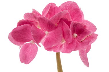 Önümüzdeki ortanca yakın çekim, kırmızı çiçek izole beyaz arka plan üzerinde