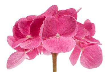 Önümüzdeki ortanca yakın çekim, kırmızı çiçek izole beyaz arka plan üzerinde