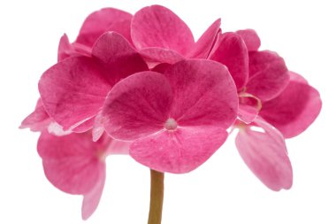 Önümüzdeki ortanca yakın çekim, kırmızı çiçek izole beyaz arka plan üzerinde