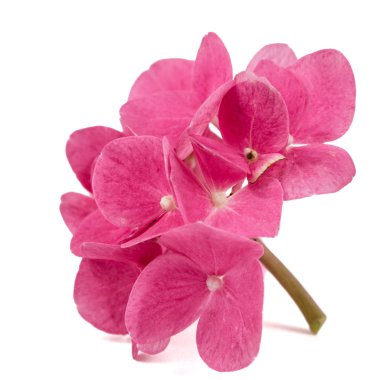 Önümüzdeki ortanca yakın çekim, kırmızı çiçek izole beyaz arka plan üzerinde