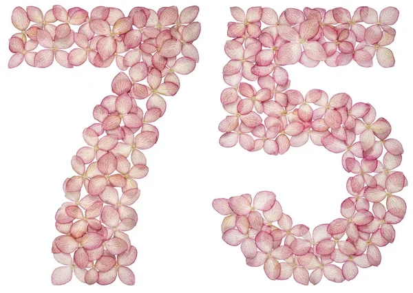 Numeral Arábigo Setenta Cinco Flores Hortensia Aisladas Sobre Fondo Blanco — Foto de Stock