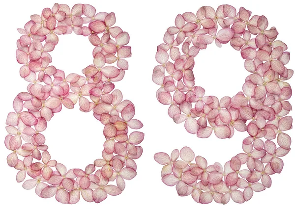Arabic Numeral Eighty Nine Flowers Hydrangea Isolated White Background — Stock Photo, Image