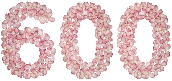 Arabic numeral 600, six hundred, from flowers of hydrangea, isolated on white background