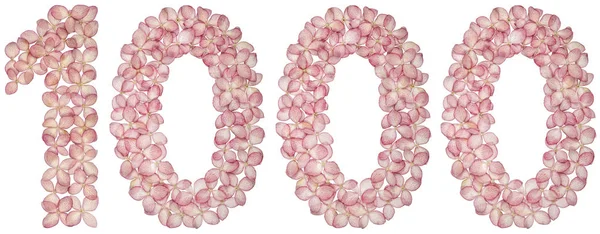 Arabiska Siffror 1000 Tusen Från Blommor Hydrangea Isolerad Vit Bakgrund — Stockfoto