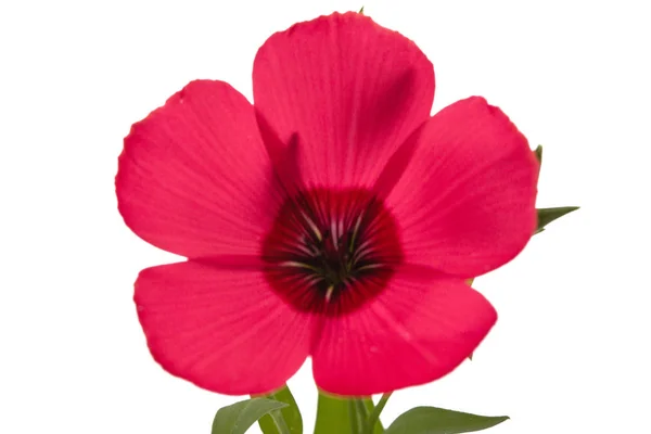 白い背景で隔離の赤い花 — ストック写真