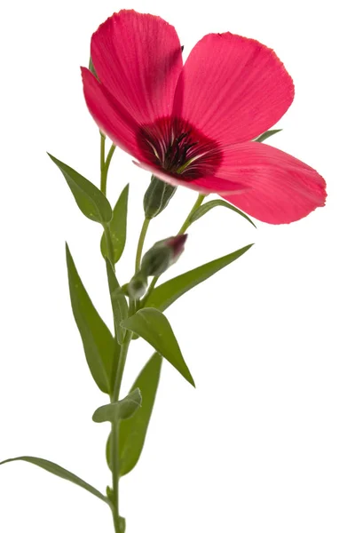 Κόκκινο Λουλούδι Του Λιναριού Απομονώνονται Λευκό Φόντο — Φωτογραφία Αρχείου