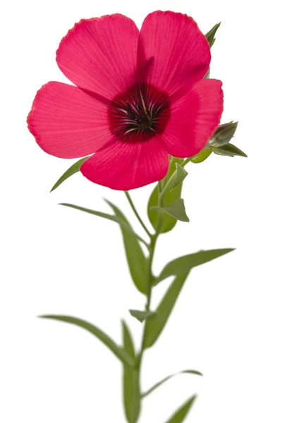 白い背景で隔離の赤い花 — ストック写真