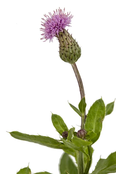 Bloem Van Distel Lat Carduus Geïsoleerd Witte Achtergrond — Stockfoto