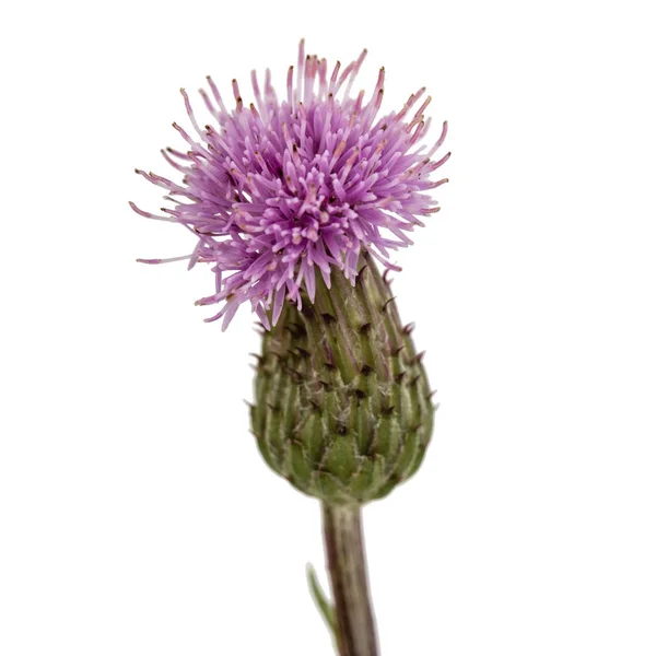 Květina Bodláčí Lat Carduus Izolované Bílém Pozadí — Stock fotografie