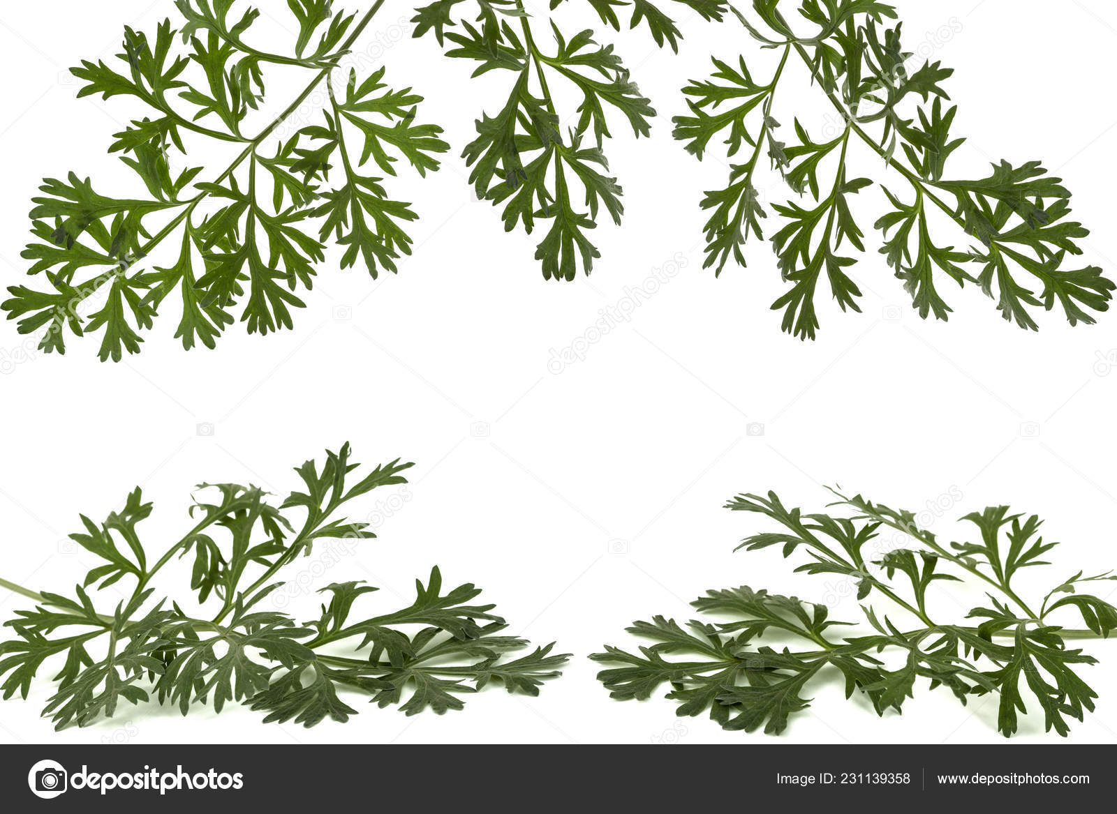 薬草写真素材 ロイヤリティフリー薬草画像 Depositphotos 薬草写真素材 ロイヤリティフリー薬草画像 Depositphotos