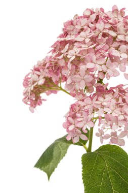 Ortanca 'nın pembe çiçeklerinin enfeksiyonu, beyaz arka planda izole edilmiş.