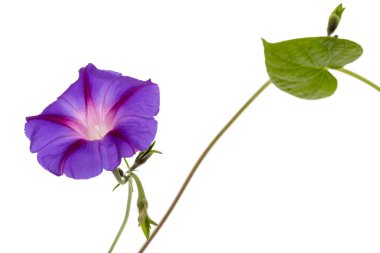 Ipomoea çiçek, Japon sabah zafer, beyaz arka plan üzerinde izole