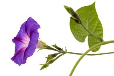 Ipomoea çiçek, Japon sabah zafer, beyaz arka plan üzerinde izole