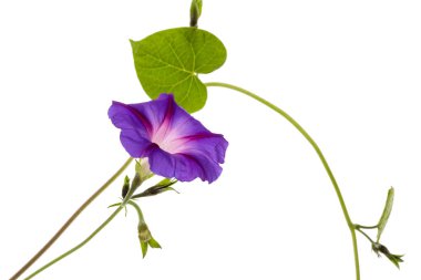 Ipomoea çiçek, Japon sabah zafer, beyaz arka plan üzerinde izole
