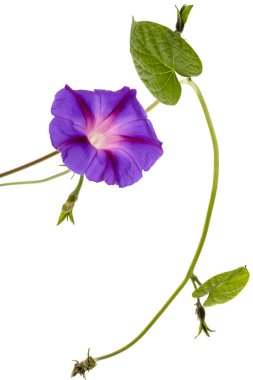 Ipomoea çiçek, Japon sabah zafer, beyaz arka plan üzerinde izole