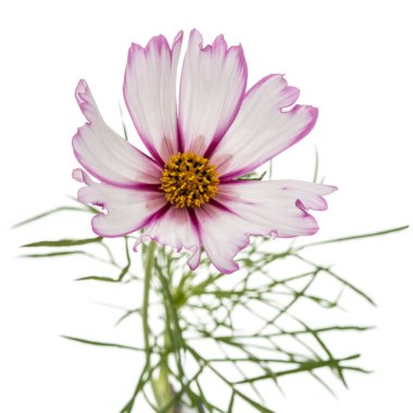 Beyaz arka plan üzerinde izole evrenin, kosmeya çiçek, çiçek