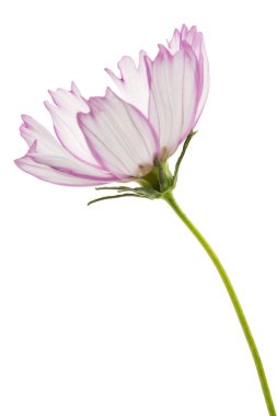 Beyaz arka plan üzerinde izole evrenin, kosmeya çiçek, çiçek