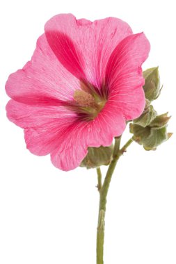 Ebegümeci, beyaz arka plan üzerinde izole çiçek