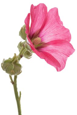 Ebegümeci, beyaz arka plan üzerinde izole çiçek