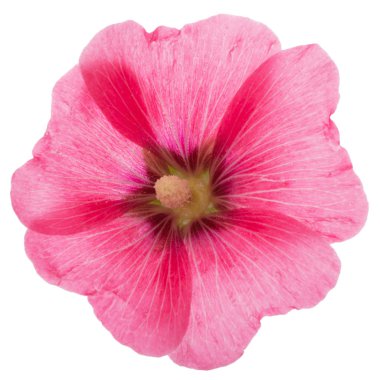 Ebegümeci, beyaz arka plan üzerinde izole çiçek