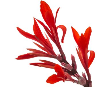 Beyaz bir arka plan üzerinde izole canna, çiçek