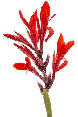 Beyaz bir arka plan üzerinde izole canna, çiçek