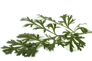 Adaçayı, beyaz bir arka plan üzerinde izole Şubesi