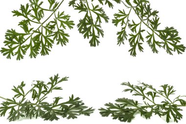 Herbal frame from branches of sagebrush ( absinthe, absinthium, absinthe wormwood, wormwood ) leaves, isolated on white background clipart