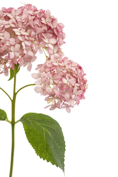 Inflorescence Des Fleurs Roses Hortensia Gros Plan Isolée Sur Fond — Photo