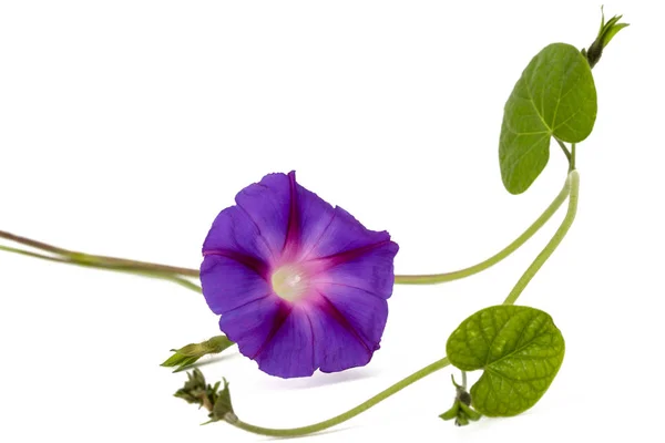 Fleur Ipomée Gloire Matin Japonais Isolée Sur Fond Blanc — Photo