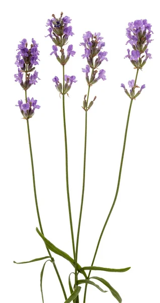 Цветы Фиолетовой Лаванды Выделенные Белом Фоне — стоковое фото