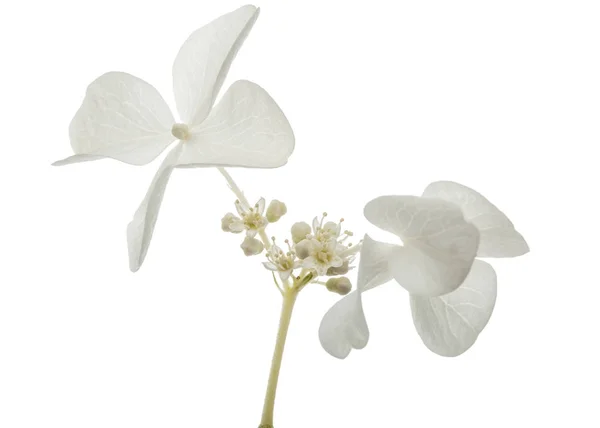 Květ Hortenzie Closeup Lat Hydrangea Paniculata Izolované Bílém Pozadí — Stock fotografie