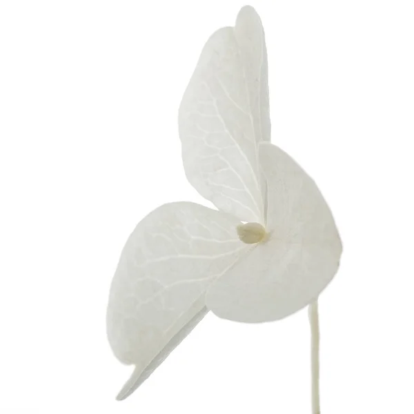 Kwiat Hortensji Zbliżenie Lat Hortensja Bukietowa Izolowana Białym Tle — Zdjęcie stockowe