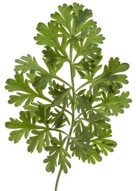 Adaçayı, beyaz bir arka plan üzerinde izole Şubesi