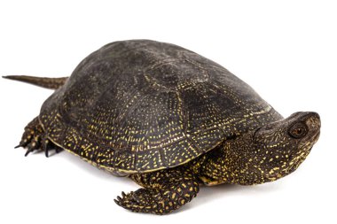 Orta Asya kaplumbağa, lat. Emys orbicularis, beyaz arka plan üzerinde izole