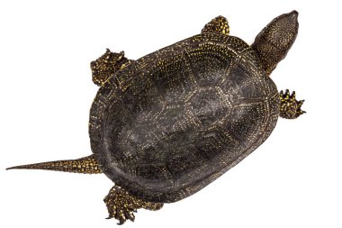 Orta Asya kaplumbağa, lat. Emys orbicularis, beyaz arka plan üzerinde izole