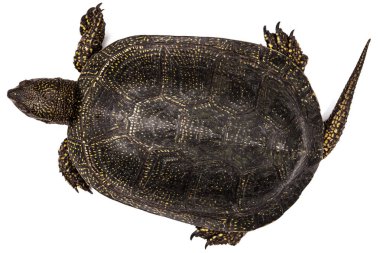 Orta Asya kaplumbağa, lat. Emys orbicularis, beyaz arka plan üzerinde izole