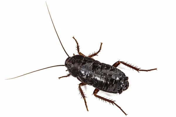 Cucaracha Negra Lat Blatta Orientalis Aislado Sobre Fondo Blanco — Foto de Stock