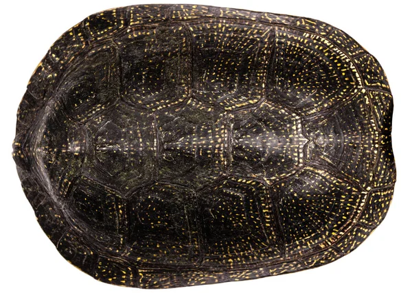 Tortoise Shell Geïsoleerd Een Witte Achtergrond — Stockfoto