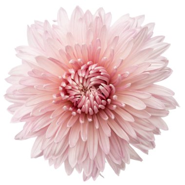 Kasımpatı çiçeği, üzerinde beyaz adam izole