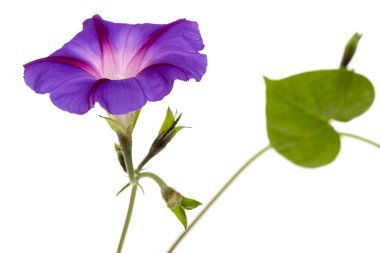 Ipomoea çiçek, Japon sabah zafer, beyaz arka plan üzerinde izole