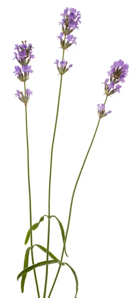 Blüten Von Violettem Lavendel Isoliert Auf Weißem Hintergrund — Stockfoto