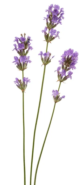 Bloemen Van Violette Lavendel Geïsoleerd Witte Achtergrond — Stockfoto