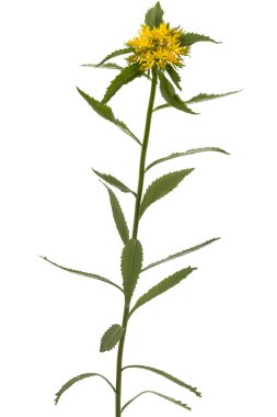 Rhodiola rosea, beyaz arka plan üzerinde izole çiçek