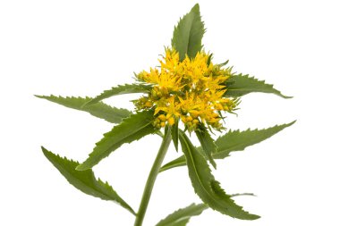Rhodiola rosea, beyaz arka plan üzerinde izole çiçek