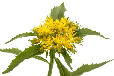 Rhodiola rosea, beyaz arka plan üzerinde izole çiçek