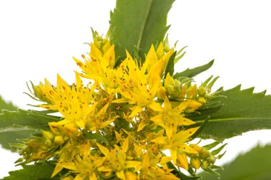 Rhodiola rosea, beyaz arka plan üzerinde izole çiçek